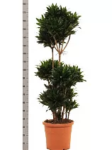 Драцена компакта куст - Dracaena compacta D40 H180
