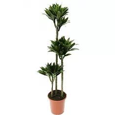 Драцена компакта - Dracaena compacta  D30 H180