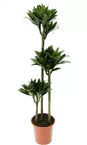 Драцена компакта - Dracaena compacta  D30 H180