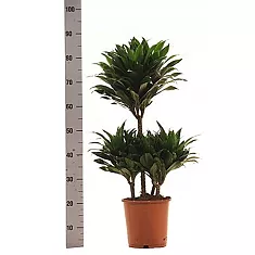 Драцена компакта 3 ствола - Dracaena compacta D25 H90