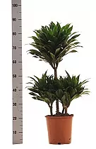 Драцена компакта 3 ствола - Dracaena compacta D25 H90