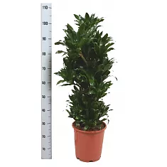 Драцена компакта куст - Dracaena compacta D30 H105
