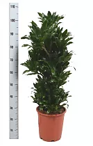 Драцена компакта куст - Dracaena compacta D30 H105