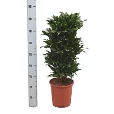 Драцена компакта куст -Dracaena compacta D25 H85