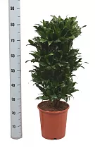 Драцена компакта куст -Dracaena compacta D25 H85