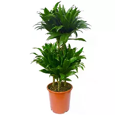 Драцена компакта - Dracaena compacta  D17 H70
