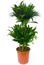 Драцена компакта - Dracaena compacta  D17 H70