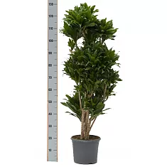 Драцена компакта куст - Dracaena compacta D35 H130