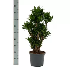 Драцена компакта бранч -Dracaena compacta H90