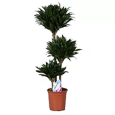 Драцена компакта - Dracaena compacta D30 H145