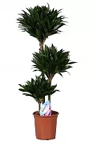 Драцена компакта - Dracaena compacta D30 H145