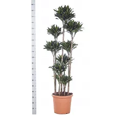 Драцена компакта - Dracaena compacta D40 H190
