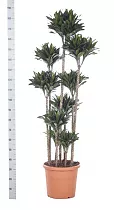 Драцена компакта - Dracaena compacta D40 H190