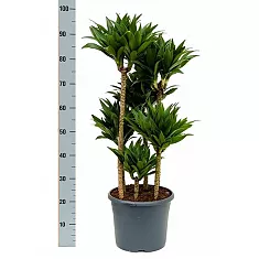 Драцена компакта - Dracaena compacta  D30 H100