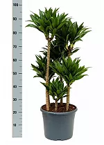 Драцена компакта - Dracaena compacta  D30 H100