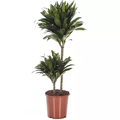Драцена компакта - Dracaena compacta D27 H120