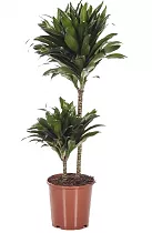 Компакта D30 H120