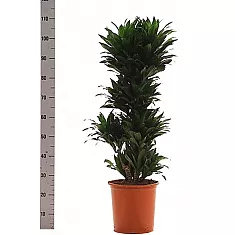Драцена компакта куст - Dracaena compacta  H115