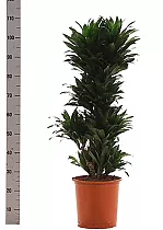 Драцена компакта куст - Dracaena compacta  H115