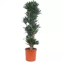 Драцена компакта бранч - Dracaena compacta D40 H170