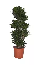Драцена компакта бранч - Drac Compacta Branched  (fachjan) D30 H130