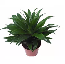 Драцена компакта - Dracaena compacta D9 H25