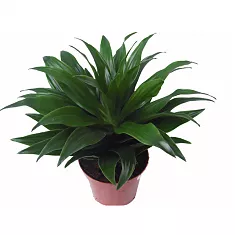 Драцена компакта - Dracaena compacta D9 H25