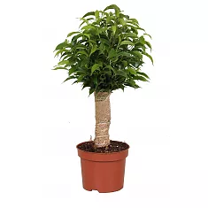 Бенджамина Наташа в джуте - Ficus benjamina Natasja D12 H35