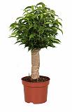 Бенджамина Наташа в джуте - Ficus benjamina Natasja D12 H35
