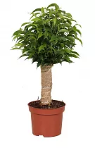 Бенджанимина Наташа D12 H35