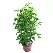 Фикус бенджамина Наташа - Ficus benjamina Natasja D12 H40