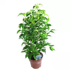 Фикус бенджамина Наташа - Ficus benjamina Natasja D12 H40