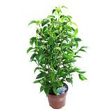 Фикус бенджамина Наташа - Ficus benjamina Natasja D12 H40