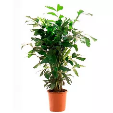 Пальма Кариота буш - Caryota D35 H140