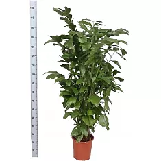 Пальма Кариота буш - Caryota D35 H170