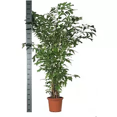 Пальма Кариота буш - Caryota D45 H230