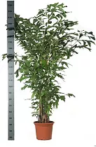 Пальма Кариота Буш D45 H230