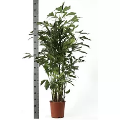 Пальма Кариота буш - Caryota D35 H180