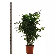 Пальма Кариота буш - Caryota D30 H160