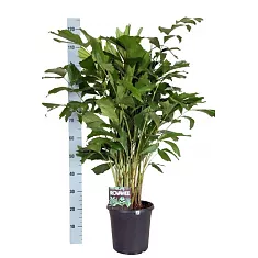 Пальма Кариота буш - Caryota D27 H120