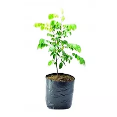 Карамбола - Averrhoa carambola D14 H30