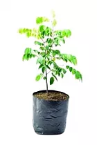 Карамбола - Averrhoa carambola D14 H30