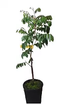 Карамбола - Averrhoa carambola D21 H150