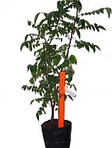 Карамбола - Averrhoa carambola D18 H100