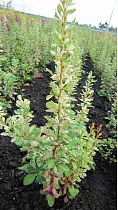 Барбарис тунберга Сильвер Бьюти - Berberis thunbergii Silver Beauty D2 H30-40