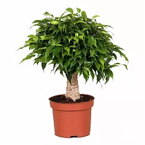 Фикус Бенджамина Кинки в джуте - Ficus benjamina Kinky D12 H35