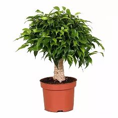 Фикус Бенджамина Кинки в джуте - Ficus benjamina Kinky D12 H35