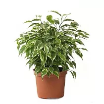 Фикус Бенджамина Кинки - Ficus benjamina Kinky  D12 H35
