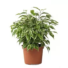 Фикус Бенджамина Кинки - Ficus benjamina Kinky  D12 H35