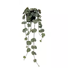 Церопегия Вуда слабая - Ceropegia woodii ssp woodii Marlies D15 H45